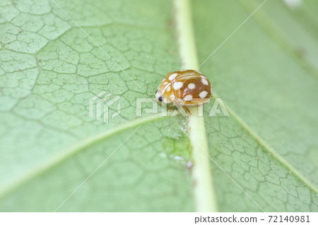 摩爾白獺 摩爾白獺 72140981