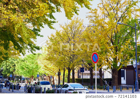 A row of ginkgo trees on Nihon Odori in Yokohama during the autumn leaves season 72141103