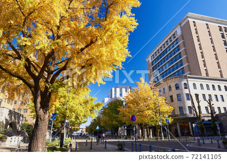 A row of ginkgo trees on Nihon Odori in Yokohama during the autumn leaves season 72141105