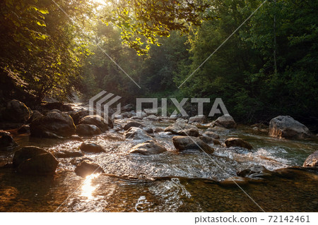 Amazing scenic view forest with river on background green trees in the morning or evening rays of the sun 72142461