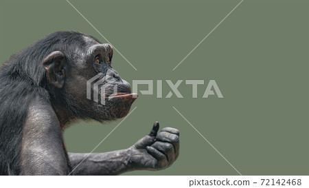 Portrait of curious Chimpanzee like asking a question, at smooth background 72142468