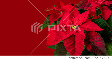 Poinsettia or euphorbia pulcherrima plant flowers on the red background 72142623