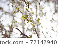 blossoming apricot under the sky 72142940