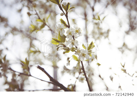 blossoming apricot under the sky blossoming apricot under the sky 72142940