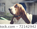 dog sitting on the ground 72142942