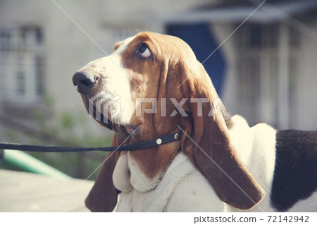 dog sitting on the ground 72142942