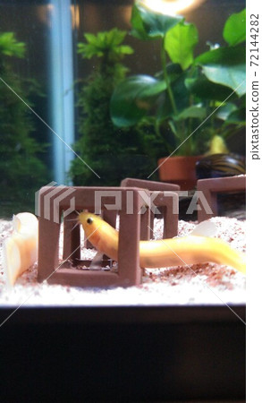 庇護所裡的小道場 72144282