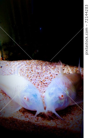 夫妻的藍魚 72144283