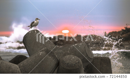 與在Homigot的海鷗景觀 與在Homigot的海鷗景觀 72144850