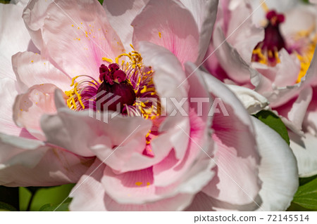 Peony 72145514