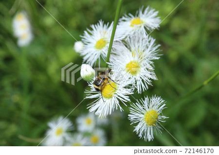 Halzion和Himetra Hanamuri 72146170