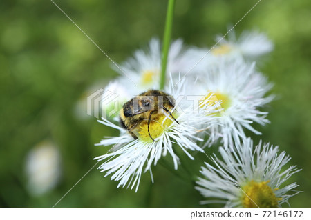 Halzion and Himetra Hanamuri 72146172