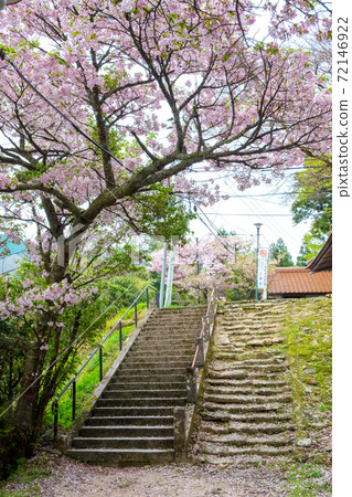 Mitoku Sakura (Mt. Mitoku) Mitoku Sakura (Mt. Mitoku) 72146922