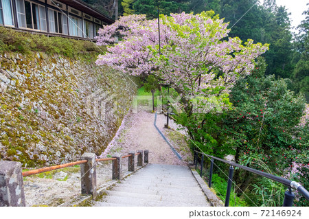 Mitoku Sakura (Mt. Mitoku) Mitoku Sakura (Mt. Mitoku) 72146924