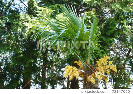 棕櫚花 棕櫚花 72147060
