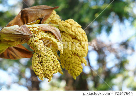 棕櫚花 72147644