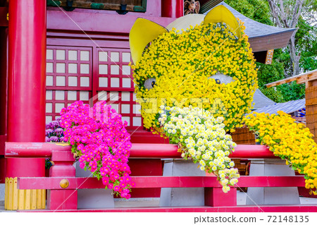 Chrysanthemum fox 72148135