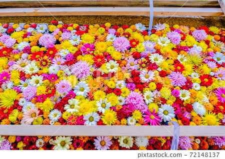 菊花的鐵水sha 72148137