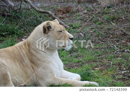 Profile of the white lion Profile of the white lion 72148399