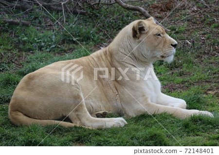 Profile of the white lion Profile of the white lion 72148401