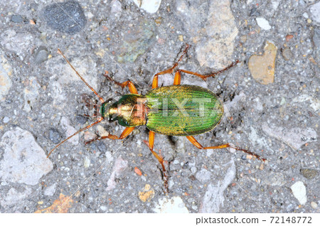 藍甲蟲（北海道知床） 72148772