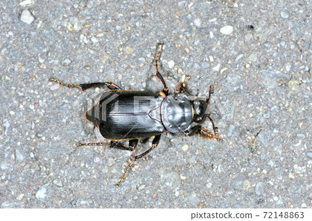 Himekurosidemushi（北海道鶴井村） 72148863