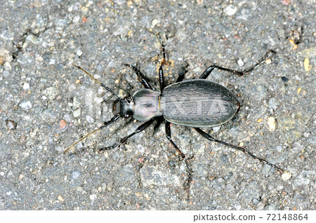 Himekuro Osamushi（北海道鶴井村） 72148864