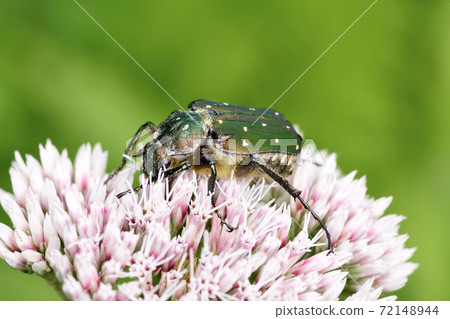 Koa Ohanamuri（北海道，層雲峽） 72148944