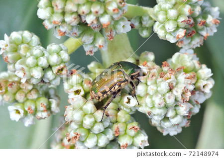 Okinawa Koa Ohanamuri (Ishigaki Island, Okinawa Prefecture) 72148974