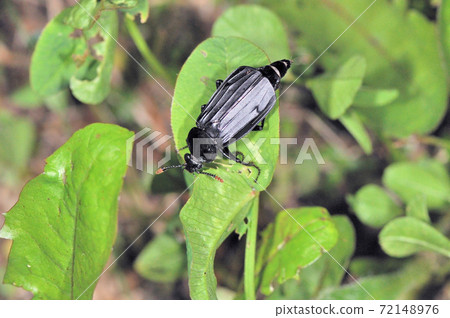 Carrion beetle (Ashoro Town, Hokkaido) Carrion beetle (Ashoro Town, Hokkaido) 72148976