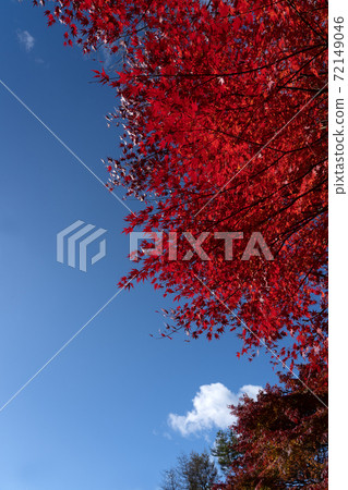 A copy space of bright autumn leaves and blue sky along the Suzuka Skyline 72149046