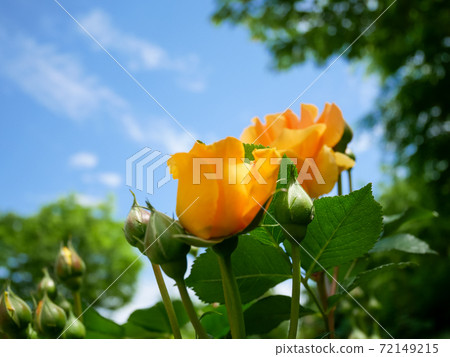Blue sky and yellow rose 72149215