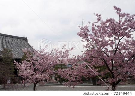 Kaiyuji的櫻花 Kaiyuji的櫻花 72149444