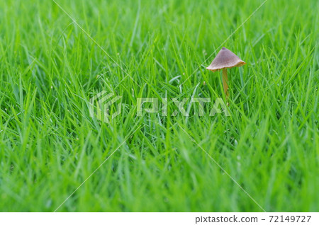 Fantastic mushrooms 72149727