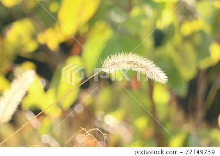 光中的Enokorogusa和冬季植物8 光中的Enokorogusa和冬季植物8 72149739