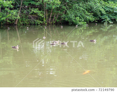 花島公園 72149790