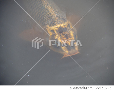 花島公園 72149792