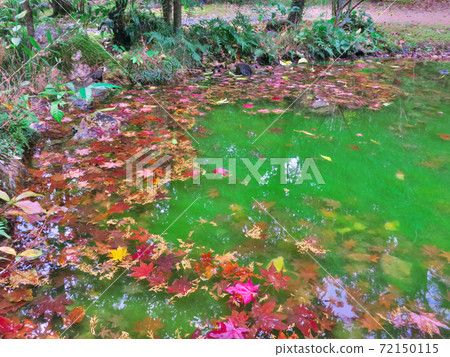 Godaisan Chikurinji autumn leaves 72150115