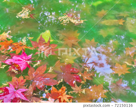 Godaisan Chikurinji autumn leaves 72150116