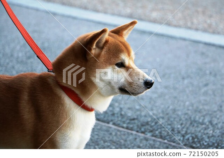 Shiba Inu on a walk with a red lead Shiba Inu on a walk with a red lead 72150205
