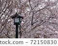 Lantern and cherry blossoms 72150830