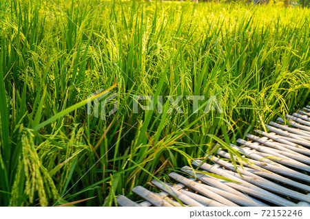 Green paddy rice plantation field with wooden pathway Green paddy rice plantation field with wooden pathway 72152246