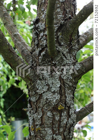 the bark wood texture is yellow from mold and mildew. 72152692