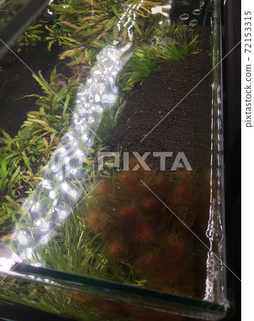 Water surface of the aquarium 72153315