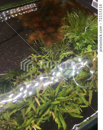 水箱水面 水箱水面 72153318
