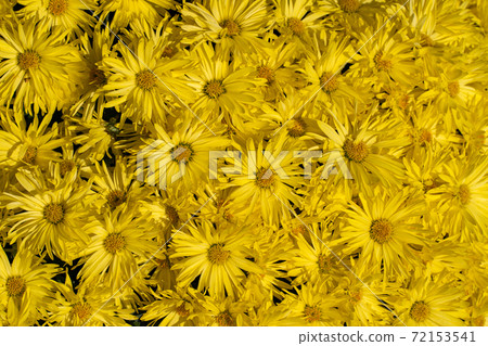 Bright light and small chrysanthemum flowers 72153541