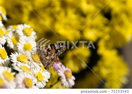 Bright light and small chrysanthemum flowers 72153543