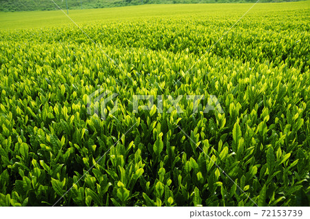 新茶季的茶園 新茶季的茶園 72153739