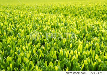 新茶季的茶園 72153740