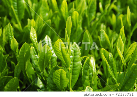 Tea plantation in the new tea season 72153751
